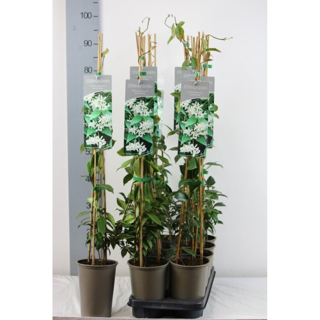 Stjärnjasmine – Trachelospermum jasminoides - C2 60-80 CM Stick